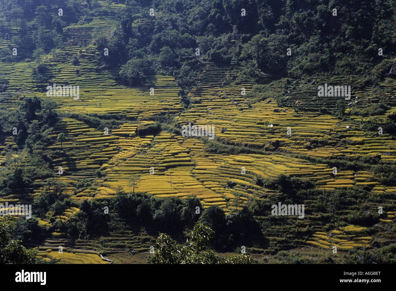 Les rizières en terrasse dans la région de l'Annapurna, Népal Banque D'Images