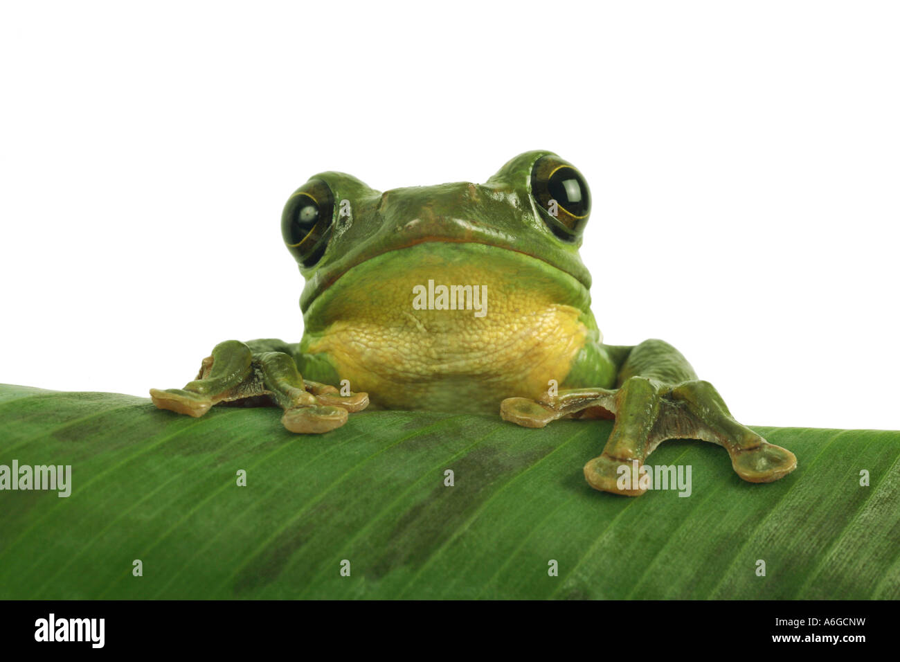 Blanford's frog à fouetter, asiatique, asiatique rainette de vol à voile (Rhacophorus dennysi treefrog) Banque D'Images