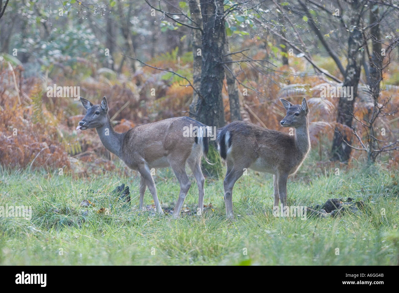 Paire Daims dans la forêt de Dean Banque D'Images