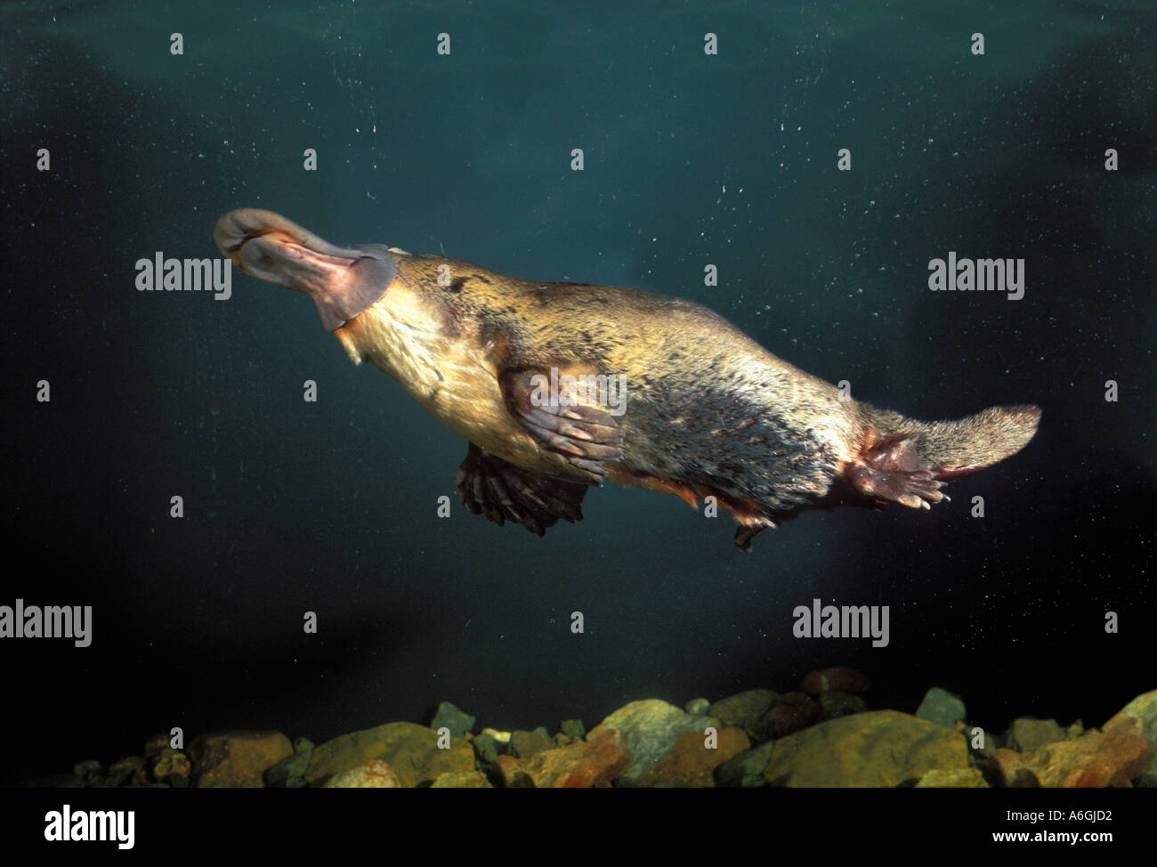 Ornithorhynchus anatinus ornithorynque nager sous l'eau Banque D'Images