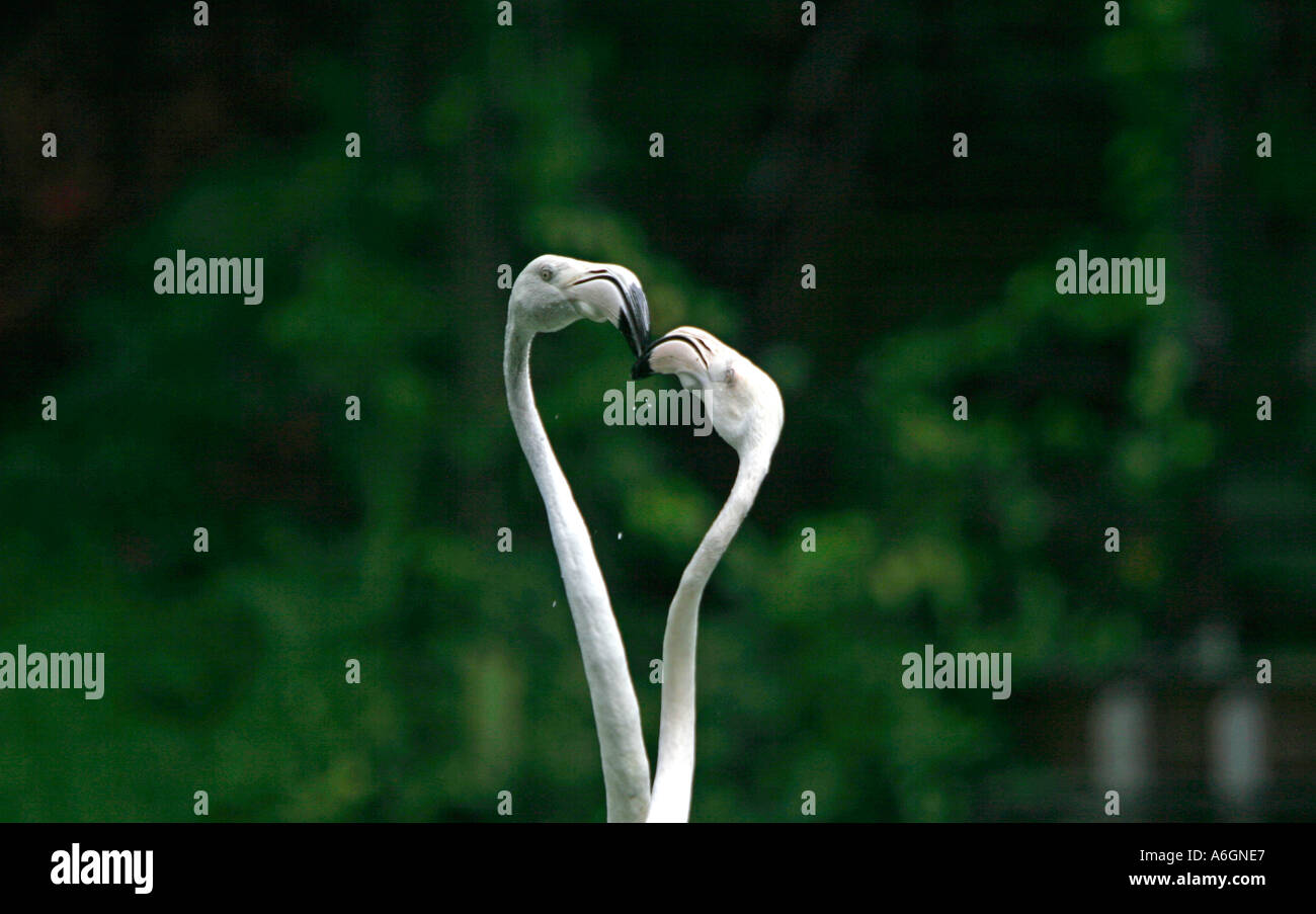 Les flamants roses tête à tête de Singapour Jurong Bird Park Banque D'Images