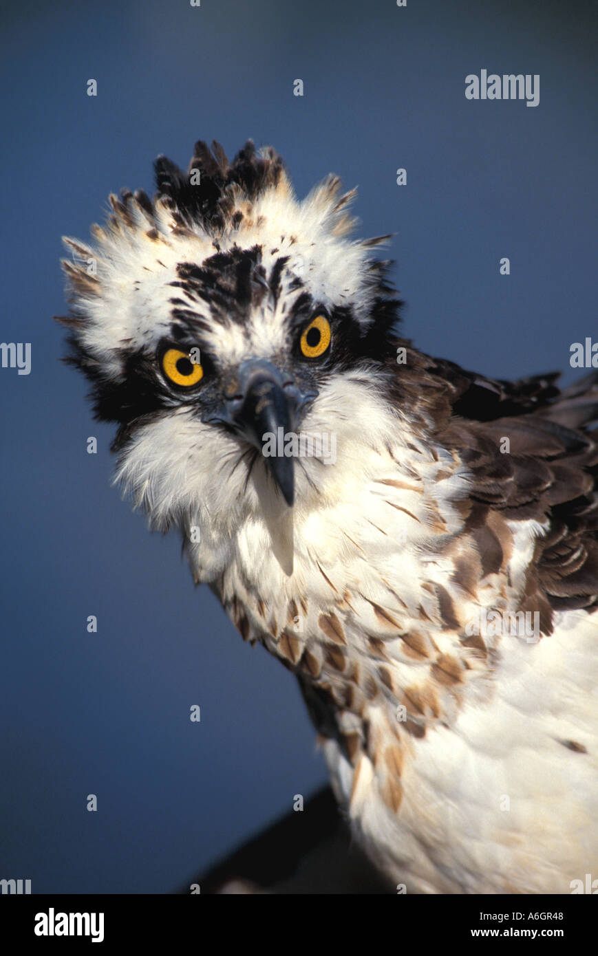 Portrait d'Osprey Pandion haliaetus plumage ébouriffé regard étrange Banque D'Images