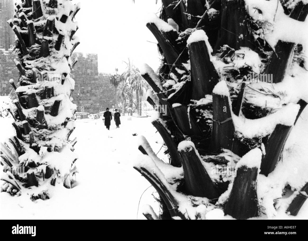 2 Les Juifs orthodoxes 2 palmiers sous la neige près des murs de la vieille ville de Jérusalem Banque D'Images