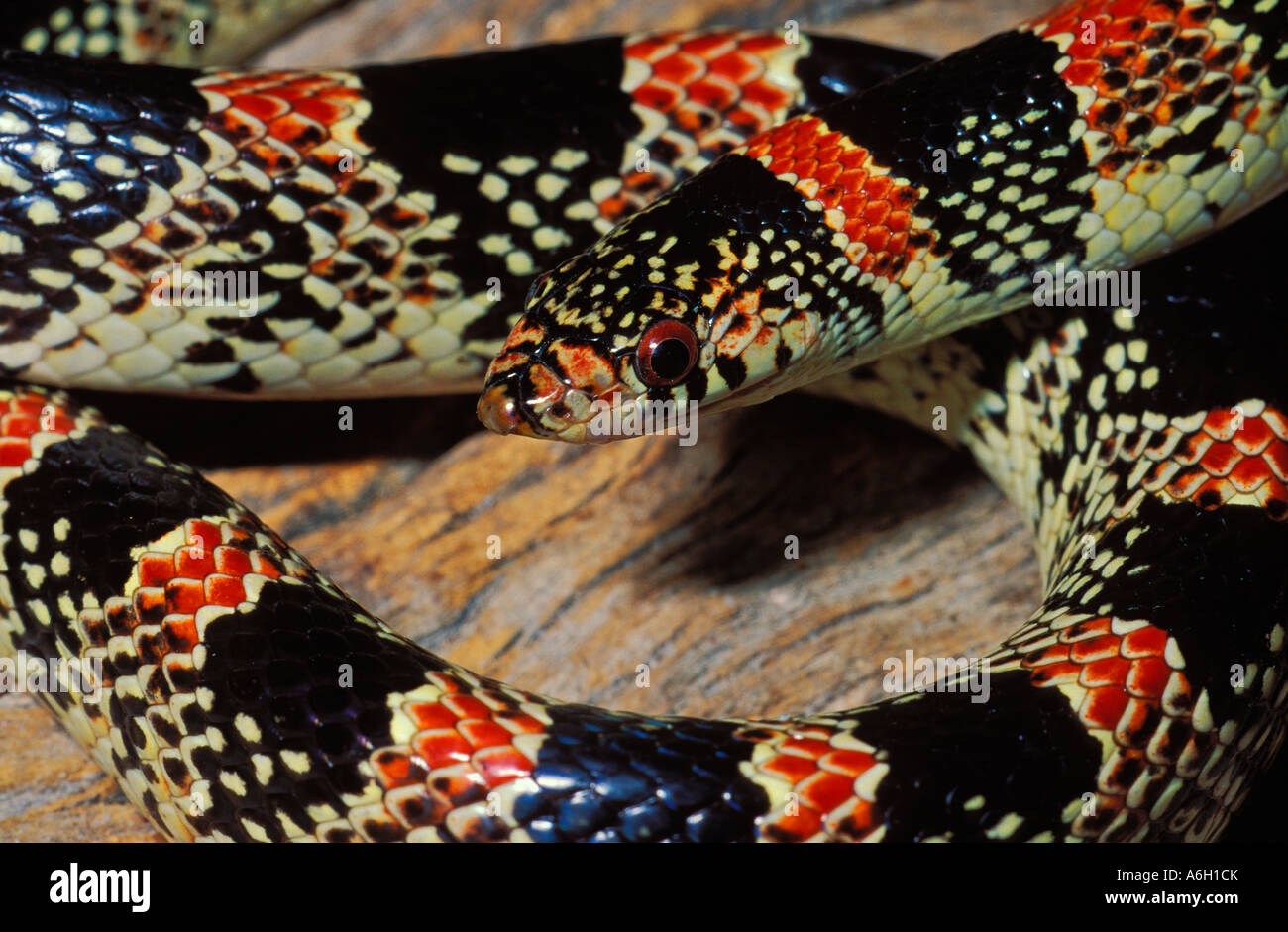 Rhinocheilus lecontei serpent long nez Arizona Banque D'Images