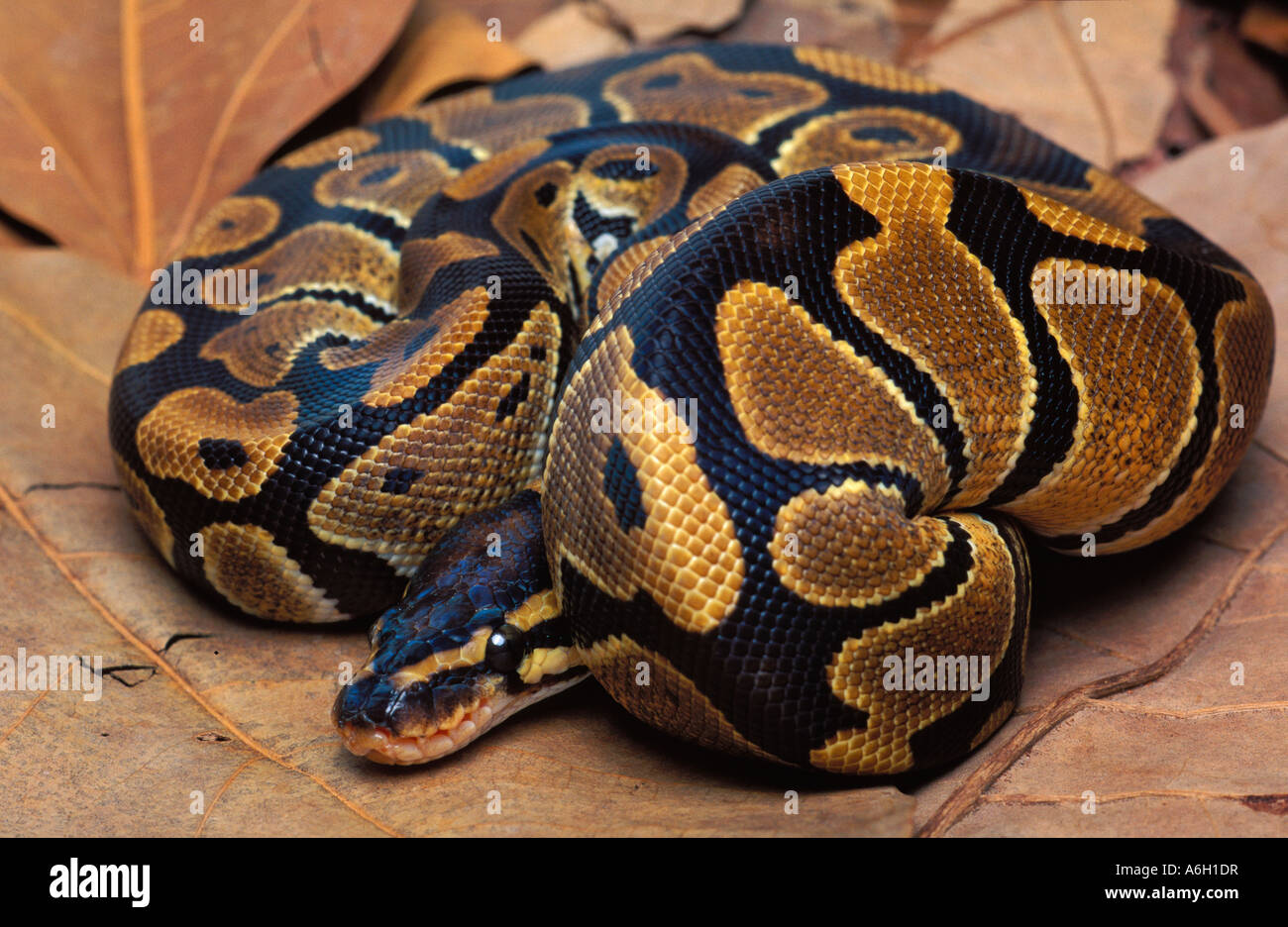 Ball python royal ou Python regius l'Afrique de l'Ouest montrant un comportement défensif balling Banque D'Images