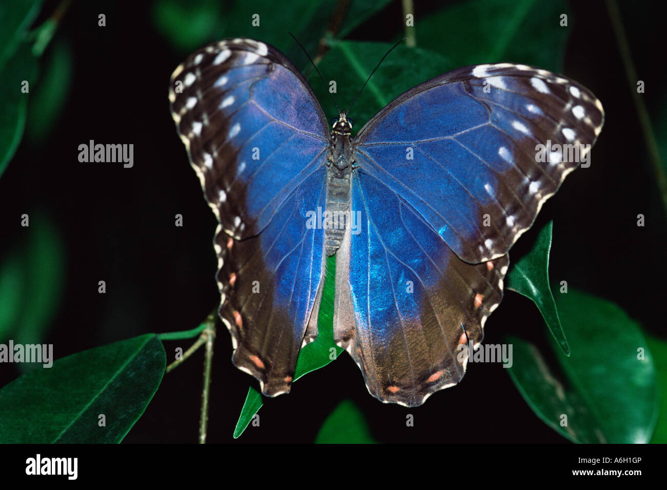 Papillon Bleu sur une feuille Banque D'Images