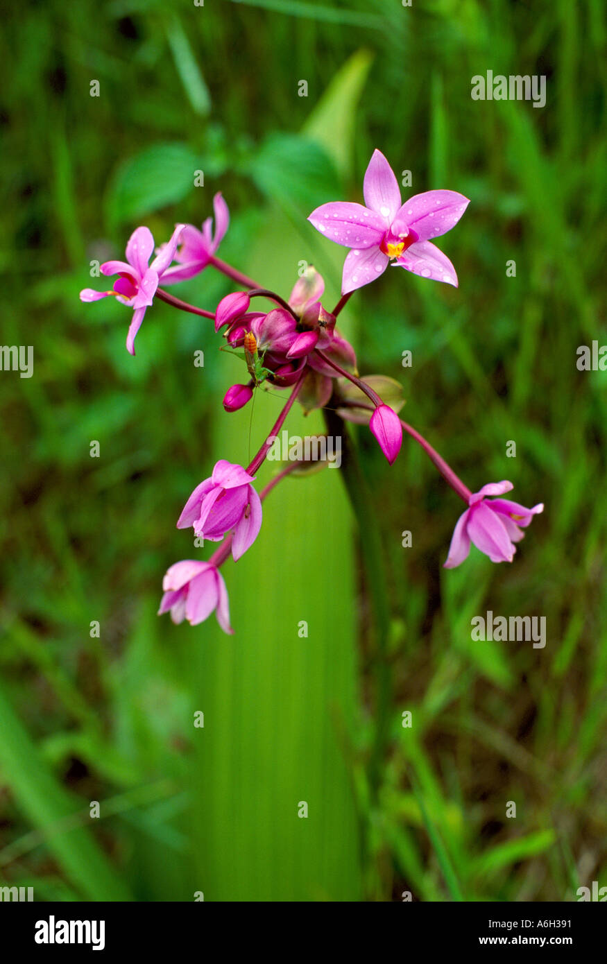 Spathoglottis plicata ou la masse des Philippines Malaisie orchidée une orchidée terrestre à Kauai Hawaii invasive USA Banque D'Images