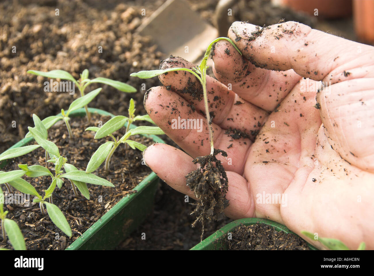 Les jeunes plantules de tomate variété saine Ailsa Craig prête pour le surmoulage sur Banque D'Images