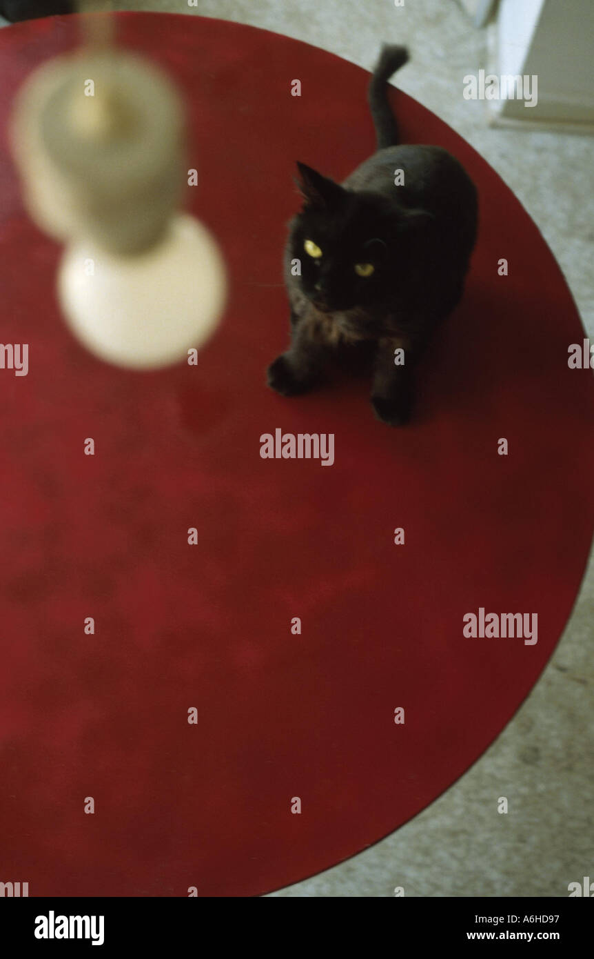 Chat noir sur la table rouge Banque D'Images