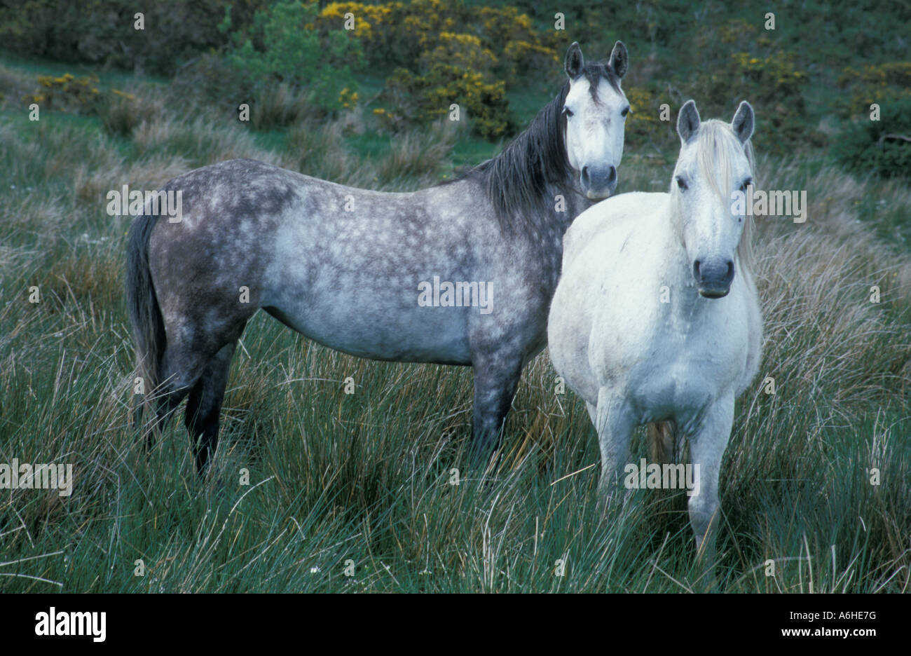 2 chevaux, un joli marbré gris, l'une blanche, errant dans la campagne irlandaise Banque D'Images