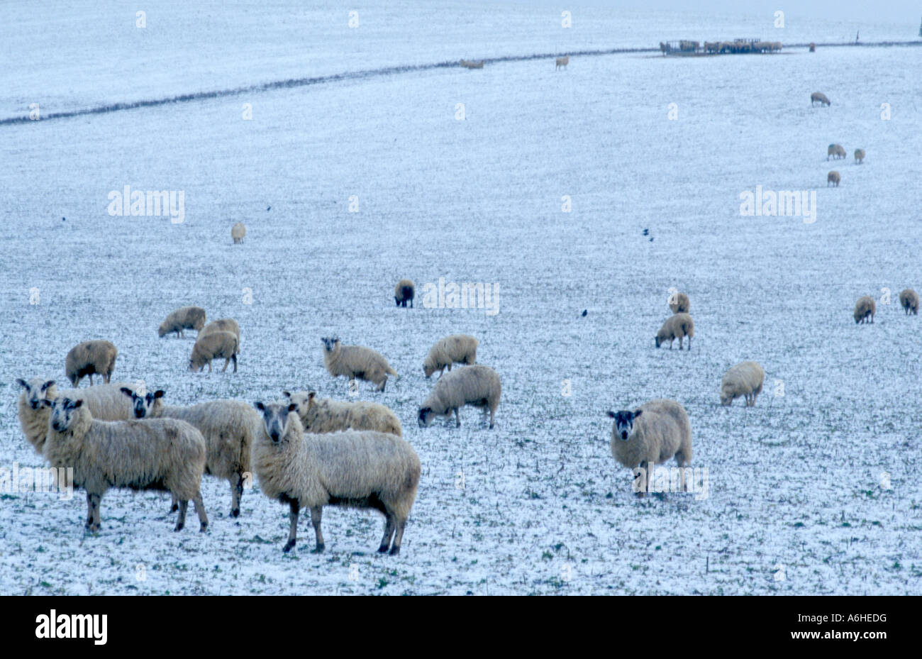 Suffolk sheep noir face dans la neige, à l'île de Wight Banque D'Images