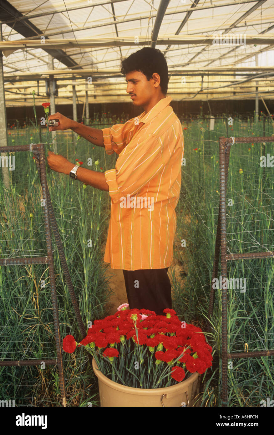Un travailleur migrant pakistanais coupant des œillets cultivés en serre au Qatar, Banque D'Images