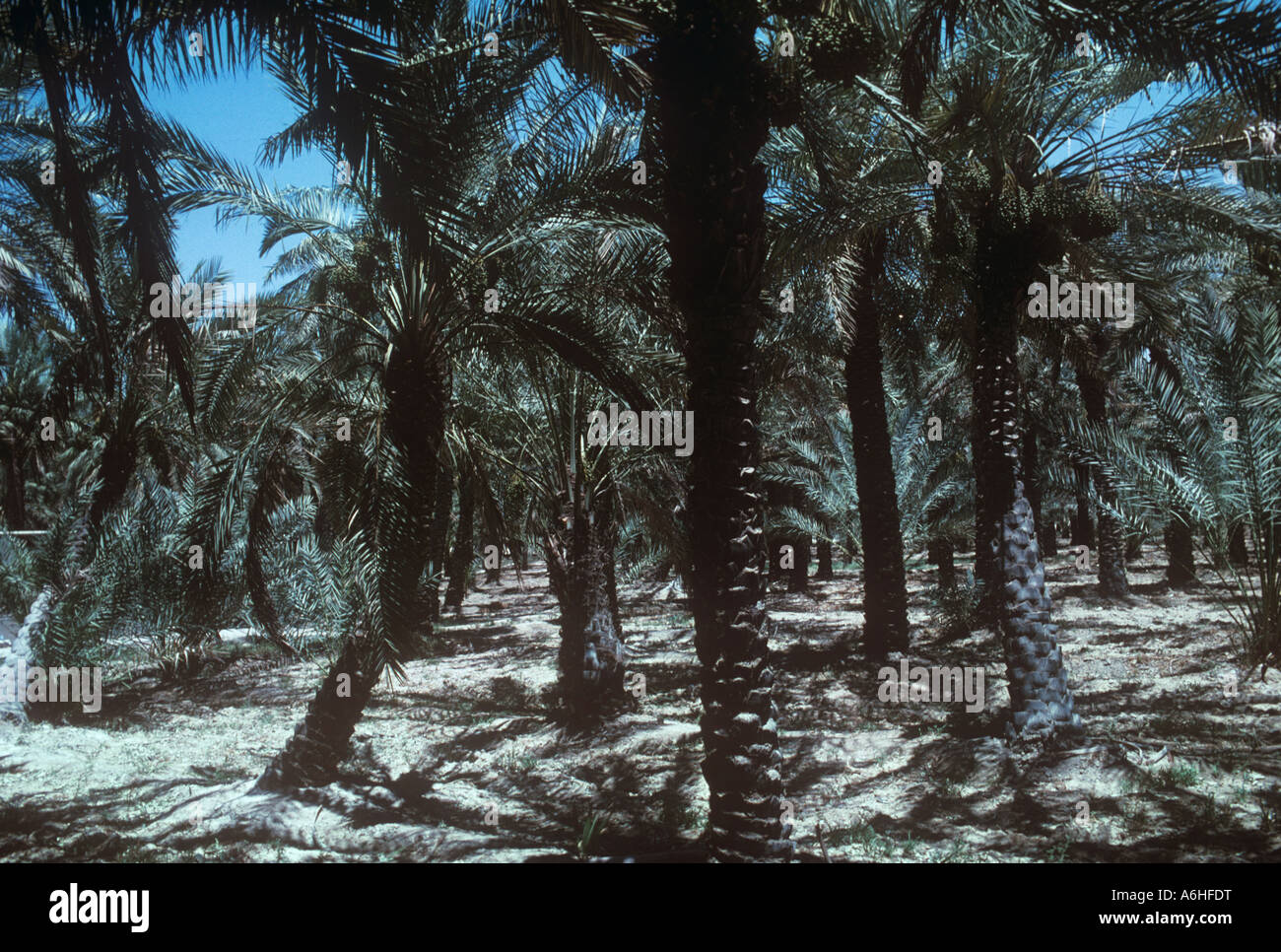 Date de plantation à l'intérieur des terres au Qatar Banque D'Images