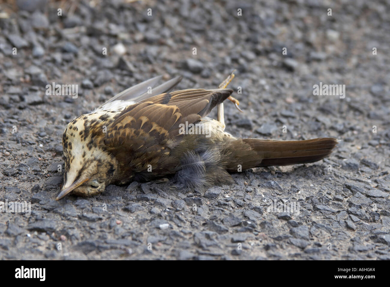 Des oiseaux morts sur la route l'assurance en cas de décès d'un animal mort tragique de voiture route de l'Irlande du Nord UK Banque D'Images