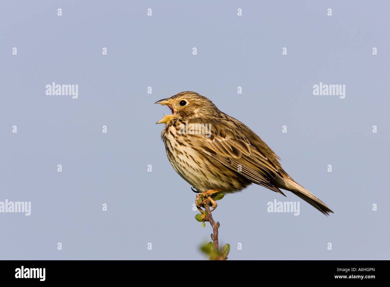 Bruant Proyer Miliaria calandra, assis sur alerte à la brindille et le chant avec nice blue sky background eyeworth bedfordshire Banque D'Images Bruant Proyer Miliaria calandra, assis sur alerte à la brindille et le chant avec nice blue sky background eyeworth bedfordshire Banque D'Images