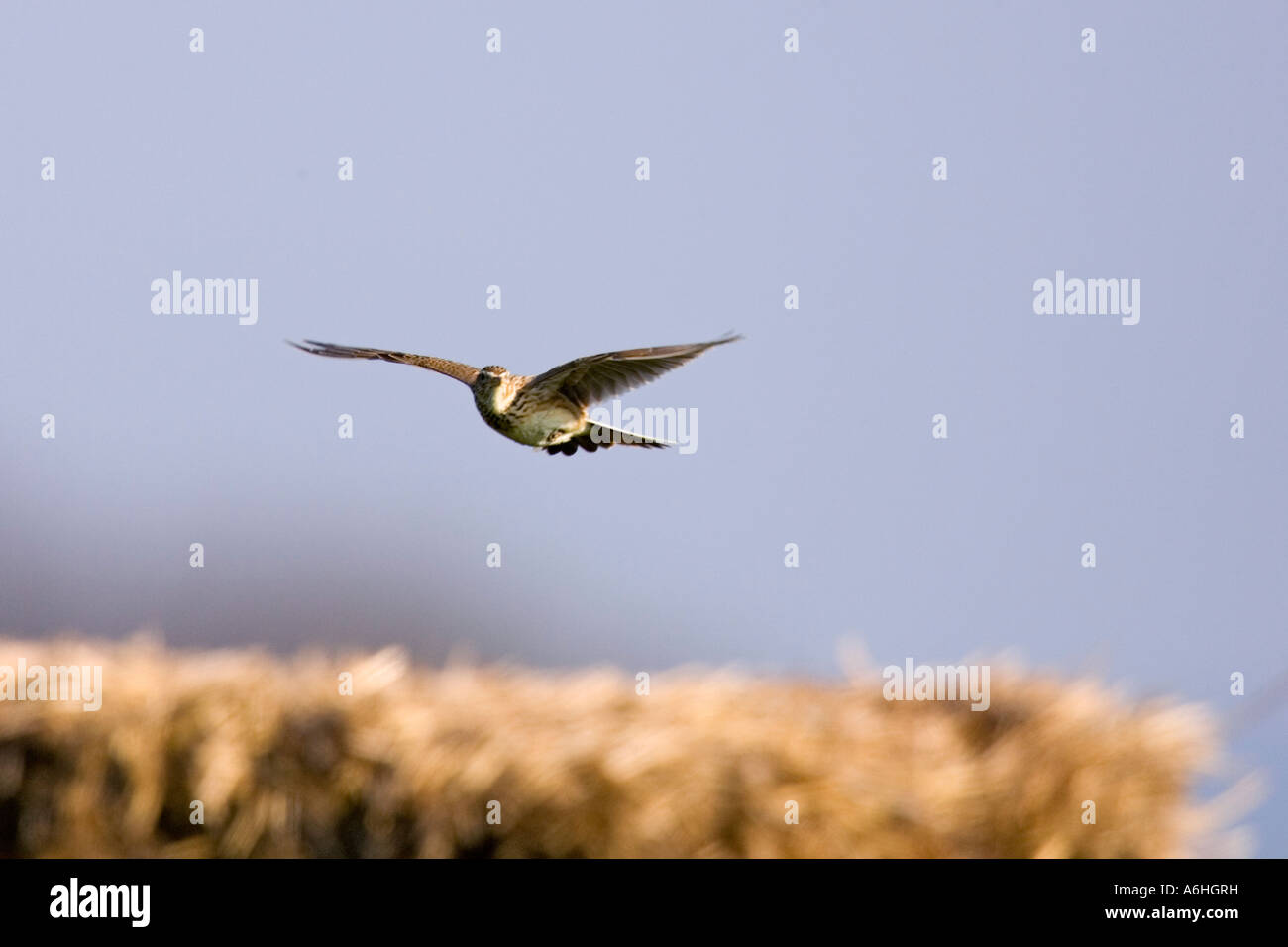 Alouette des champs (Alauda arvensis) en vol le chant ashwell hertfordshire Banque D'Images