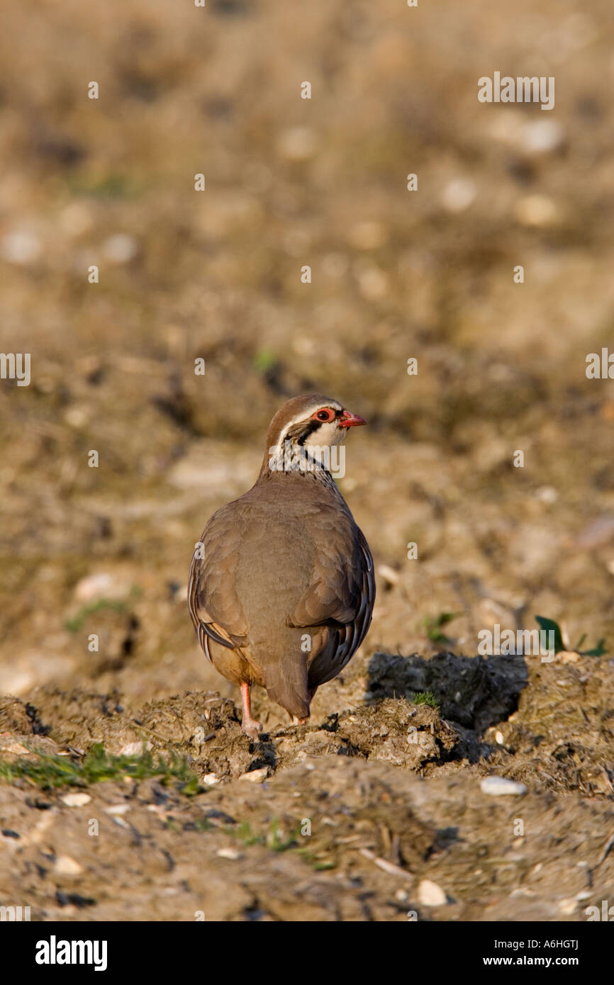 Red-legged Partridge (Alectoris rufa) debout sur la terre cultivée à la lumière du soir en alerte ashwell bedfordshire Banque D'Images