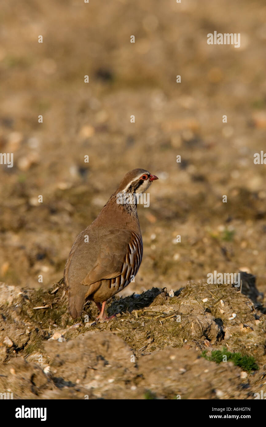 Red-legged Partridge (Alectoris rufa) debout sur la terre cultivée à la lumière du soir en alerte ashwell bedfordshire Banque D'Images