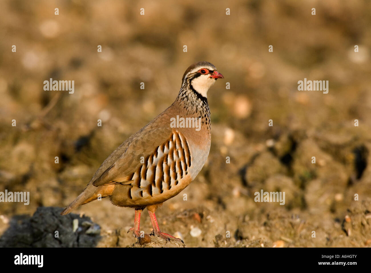 Red-legged Partridge (Alectoris rufa) debout sur la terre cultivée à la lumière du soir en alerte ashwell bedfordshire Banque D'Images
