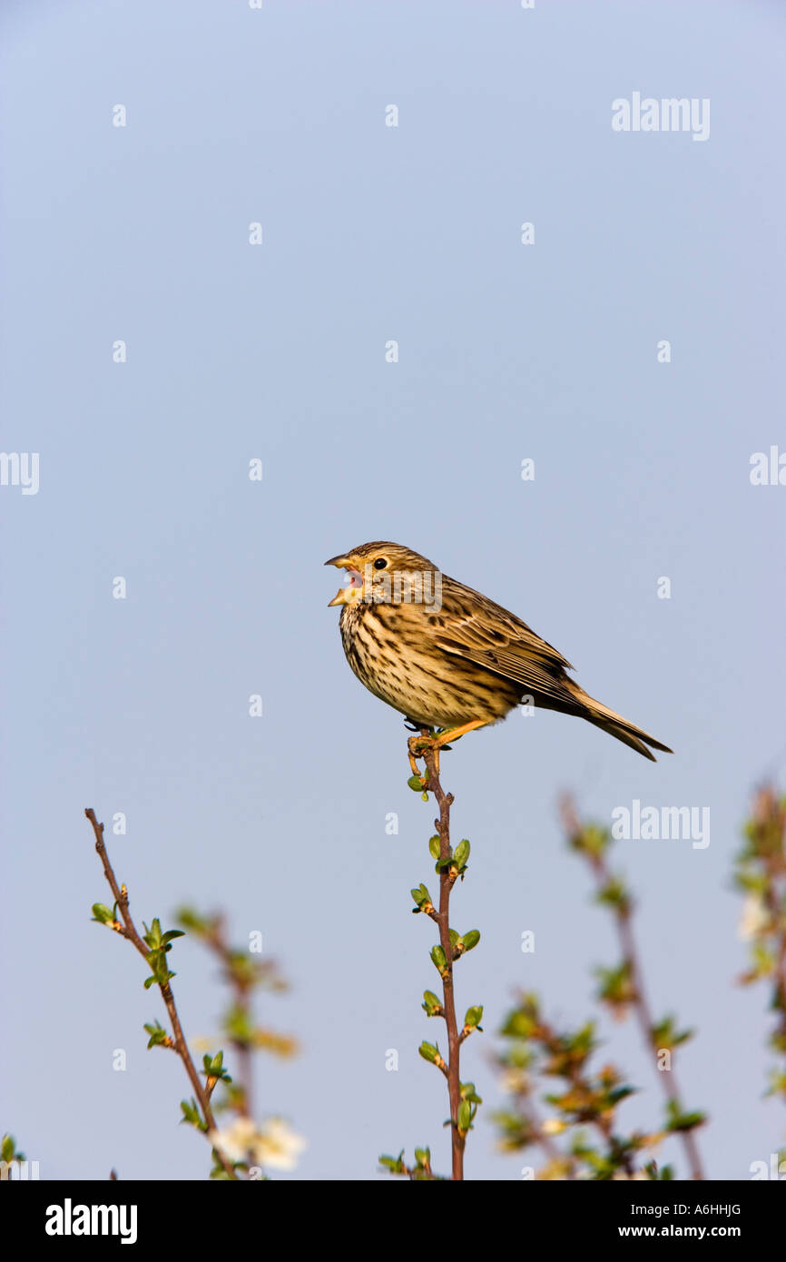 Bruant Proyer Miliaria calandra s'assit sur l'aubépine à Alert et le chant avec beau ciel bleu historique Eyeworth bedfordshire Banque D'Images Bruant Proyer Miliaria calandra s'assit sur l'aubépine à Alert et le chant avec beau ciel bleu historique Eyeworth bedfordshire Banque D'Images