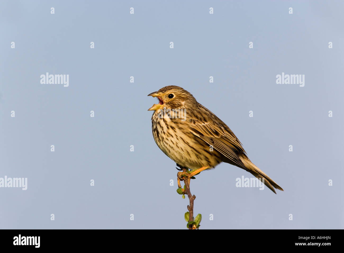 Bruant Proyer Miliaria calandra s'assit sur l'aubépine à Alert et le chant avec beau ciel bleu historique Eyeworth bedfordshire Banque D'Images Bruant Proyer Miliaria calandra s'assit sur l'aubépine à Alert et le chant avec beau ciel bleu historique Eyeworth bedfordshire Banque D'Images