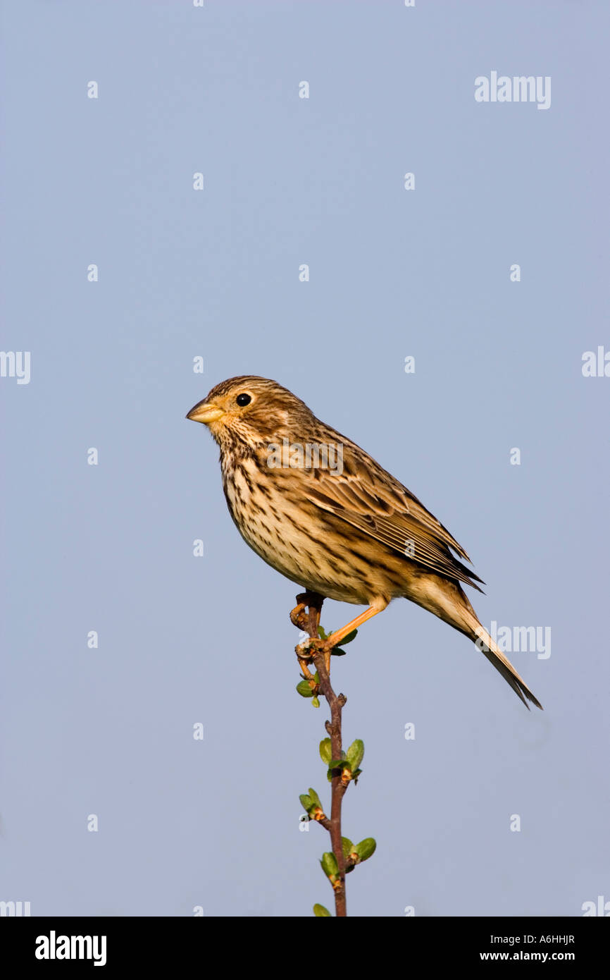 Bruant Proyer Miliaria calandra s'assit sur l'aubépine à Alert et le chant avec beau ciel bleu historique Eyeworth bedfordshire Banque D'Images Bruant Proyer Miliaria calandra s'assit sur l'aubépine à Alert et le chant avec beau ciel bleu historique Eyeworth bedfordshire Banque D'Images