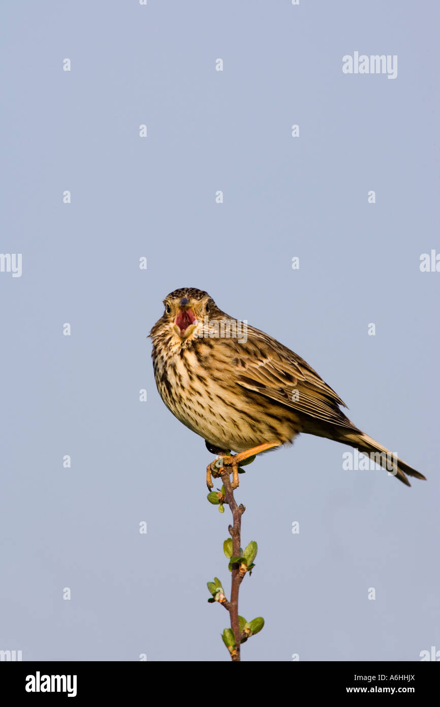 Bruant Proyer Miliaria calandra s'assit sur l'aubépine à Alert et le chant avec beau ciel bleu historique Eyeworth bedfordshire Banque D'Images Bruant Proyer Miliaria calandra s'assit sur l'aubépine à Alert et le chant avec beau ciel bleu historique Eyeworth bedfordshire Banque D'Images