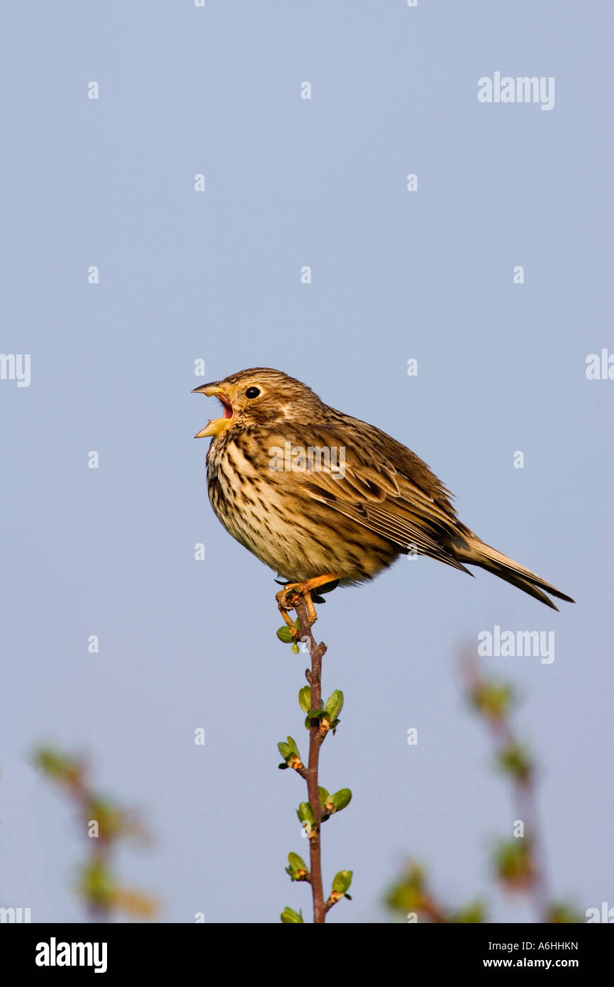 Bruant Proyer Miliaria calandra s'assit sur l'aubépine à Alert et le chant avec beau ciel bleu historique Eyeworth bedfordshire Banque D'Images Bruant Proyer Miliaria calandra s'assit sur l'aubépine à Alert et le chant avec beau ciel bleu historique Eyeworth bedfordshire Banque D'Images