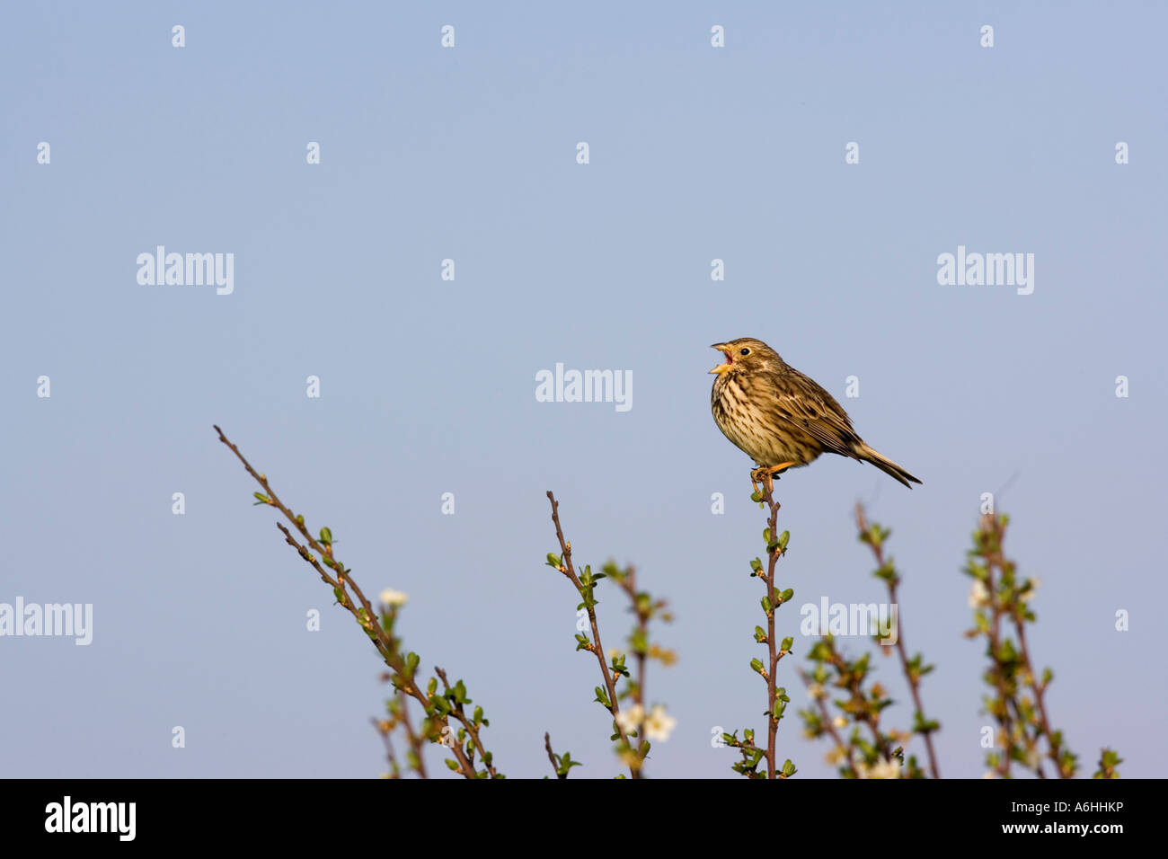 Bruant Proyer Miliaria calandra s'assit sur l'aubépine à Alert et le chant avec beau ciel bleu historique Eyeworth bedfordshire Banque D'Images Bruant Proyer Miliaria calandra s'assit sur l'aubépine à Alert et le chant avec beau ciel bleu historique Eyeworth bedfordshire Banque D'Images