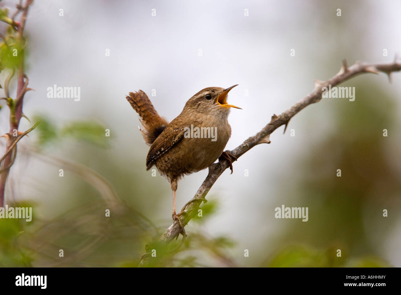 Le Troglodyte mignon Troglodytes troglodytes debout sur bramble chantant bedfordshire potton Banque D'Images Le Troglodyte mignon Troglodytes troglodytes debout sur bramble chantant bedfordshire potton Banque D'Images