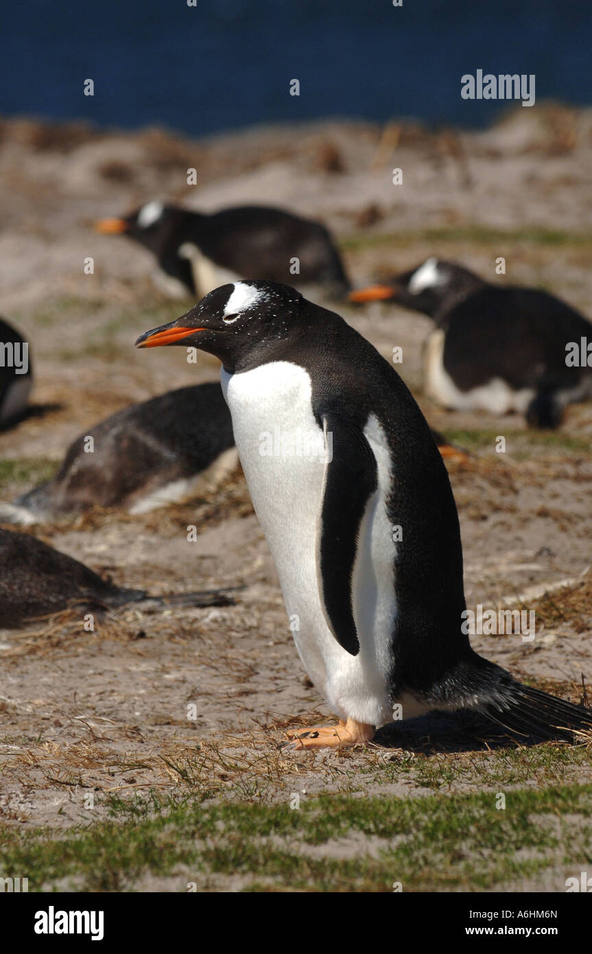 Gentoo pingouin (Pygoscelis papua) sur l'île de Sea Lion, Îles Falkland, l'Atlantique Sud Banque D'Images