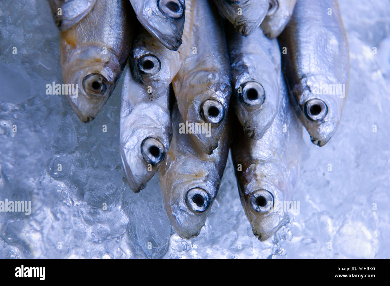 Fresh whitebait ou silversides sur ice blue toning Banque D'Images