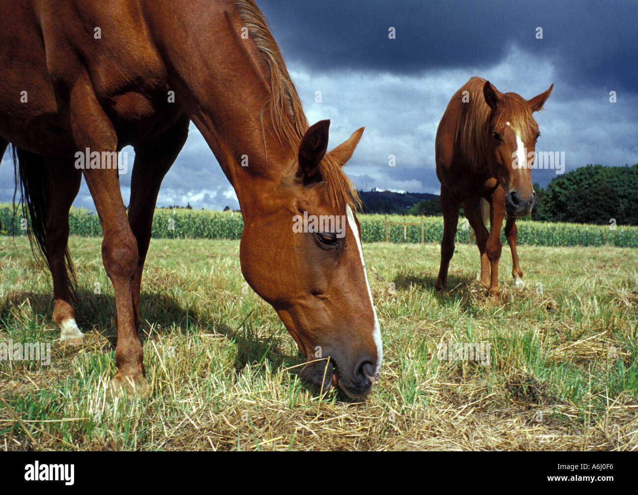 Chevaux paissant Banque D'Images