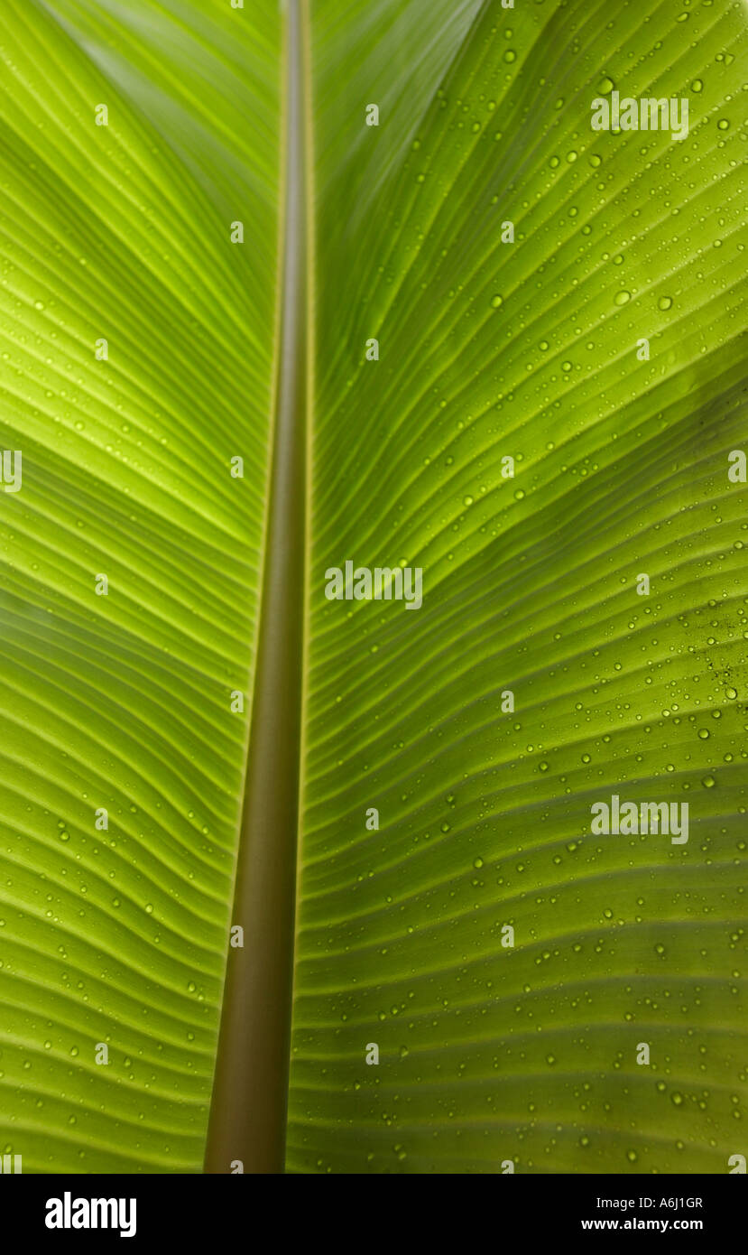 Feuille de bananier Banque D'Images