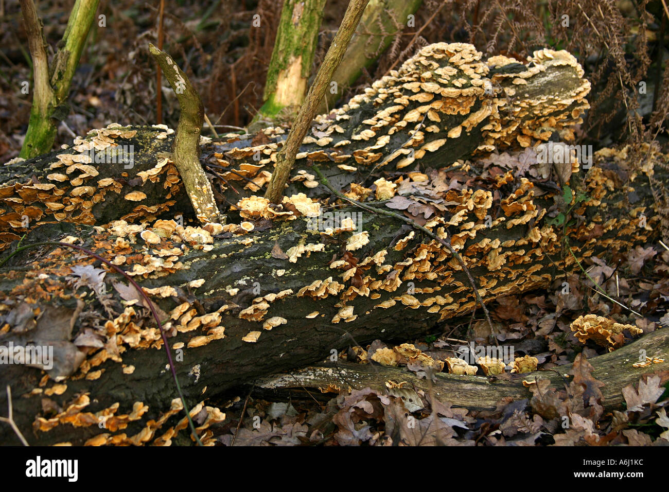 Champignon sur souche d'arbre en décomposition dans la forêt de feuillus. Banque D'Images