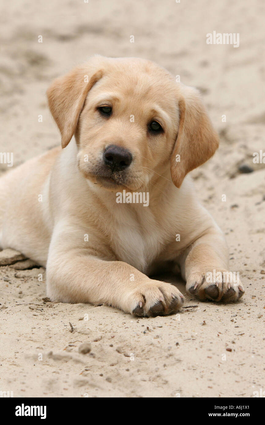 Yellow Labrador Retriever chiot gisant dans le sable Photo Stock - Alamy