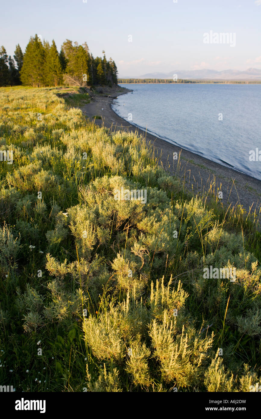 Bretagne France Lac Yellowstone dans le Parc National de Yellowstone créé 1872 Banque D'Images