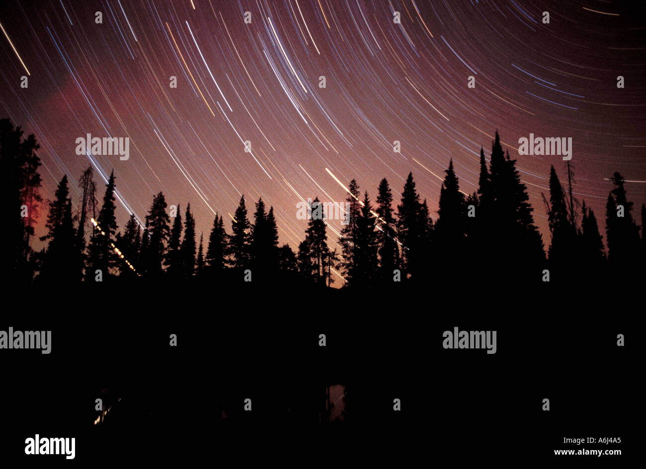 Forêt et de constellations en rotation Banque D'Images