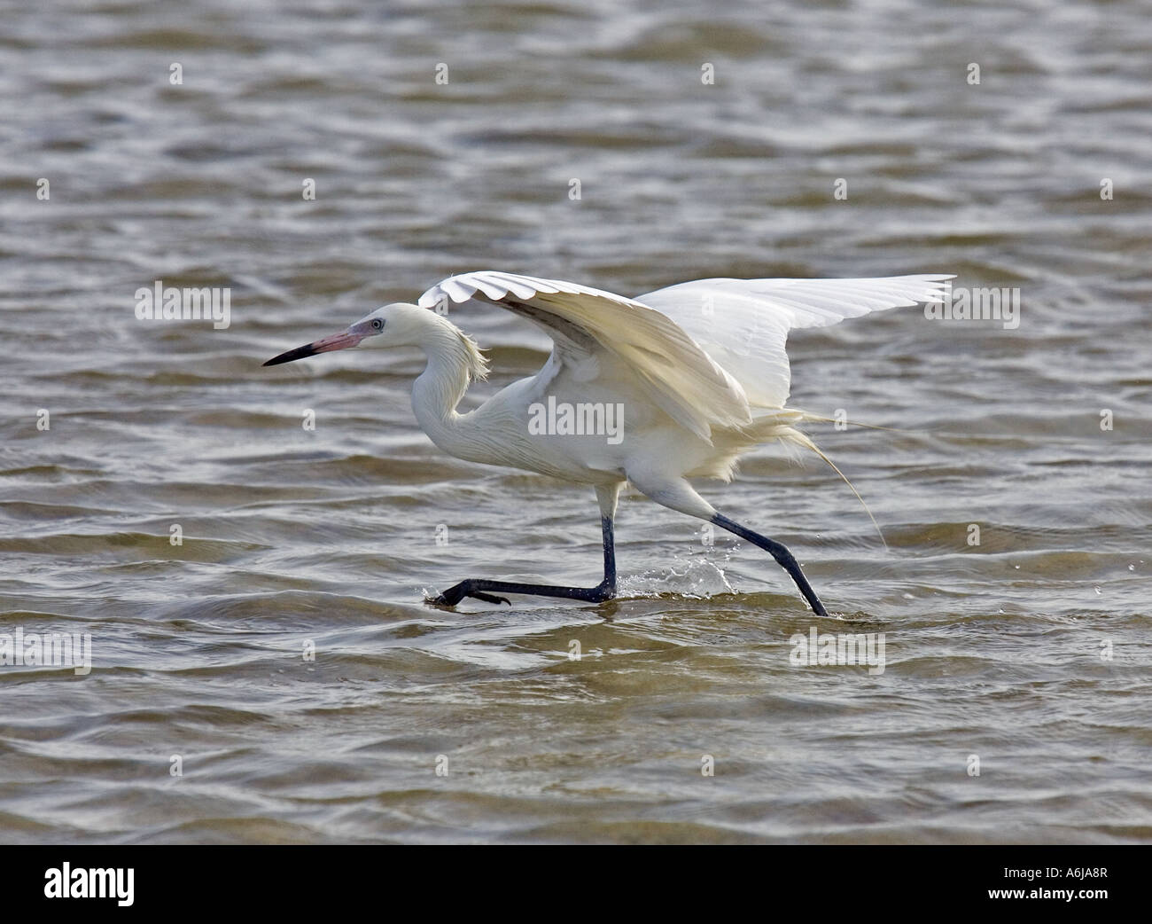 La phase blanche aigrette rougeâtre à la pêche. Banque D'Images