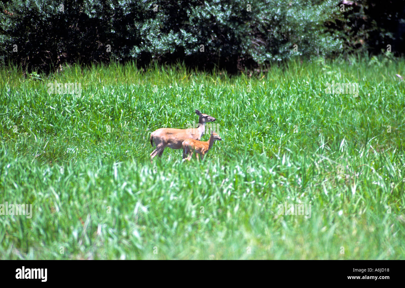 Floride cerfs dans un champ à la Myakka River State Park Banque D'Images
