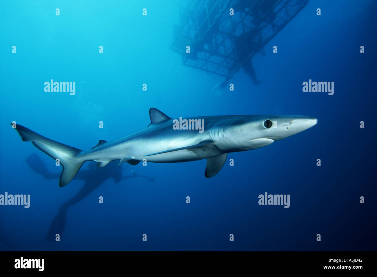 Plongeurs et Requin bleu Prionace glauca CALIFORNIA USA Banque D'Images