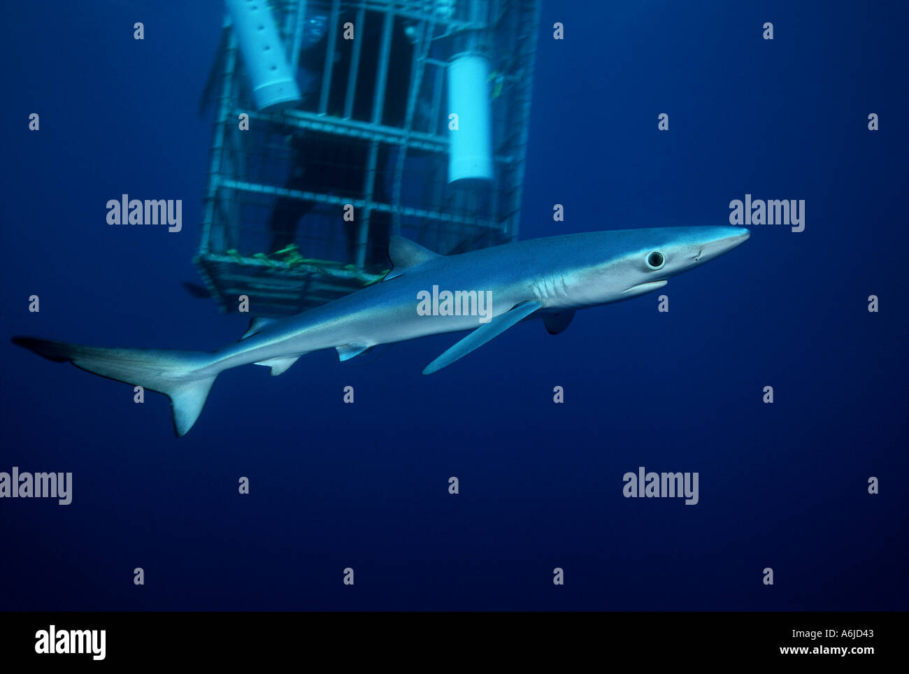 Plongeurs et Requin bleu Prionace glauca CALIFORNIA USA Banque D'Images