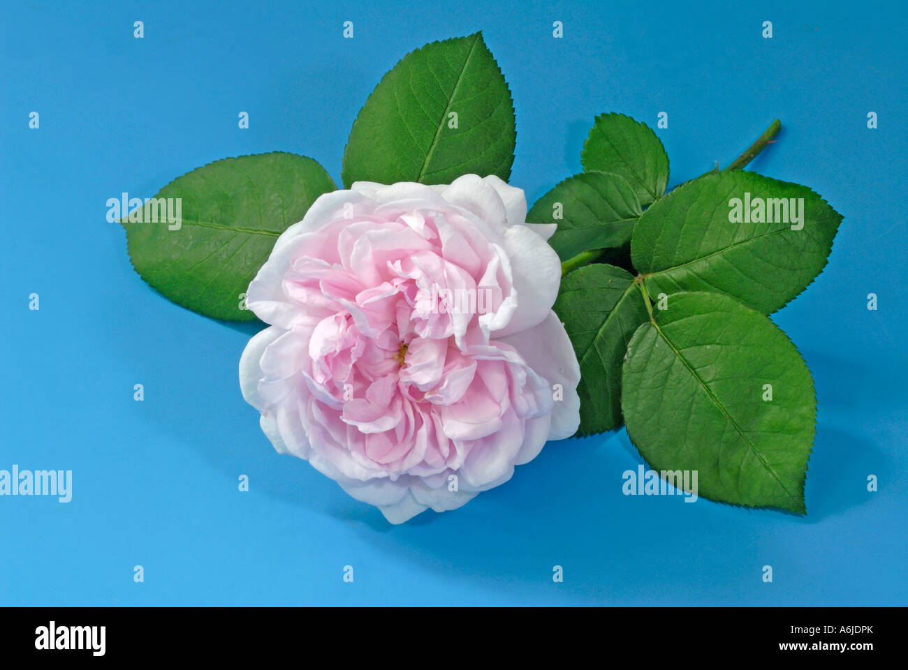 Le chou Rose, Provence Rose (Rosa Centifolia x), fleur, utilisé pour produire des essences de parfum Banque D'Images