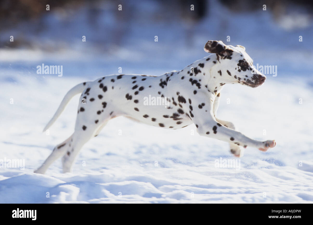 Dalmatien (Canis lupus familiaris). Spotted dog foie fonctionnant sur la neige Banque D'Images