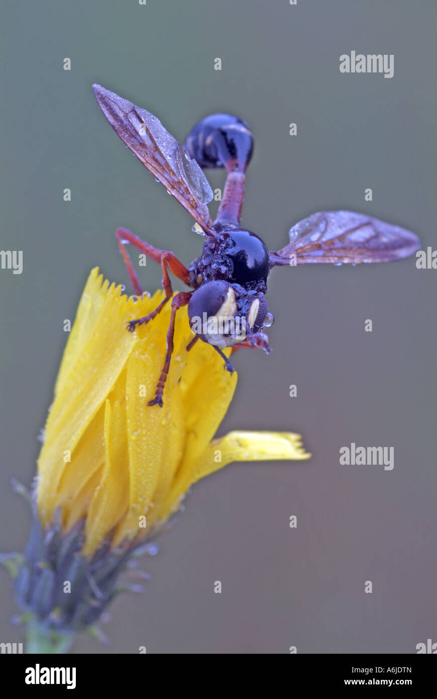 Thickheaded Physocephala rufipes (Fly) sur fleur Banque D'Images