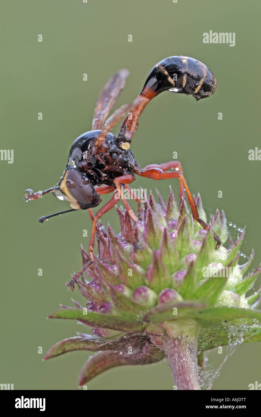 Voler à tête épaisse (Physocephala rufipes) sur fleur Banque D'Images
