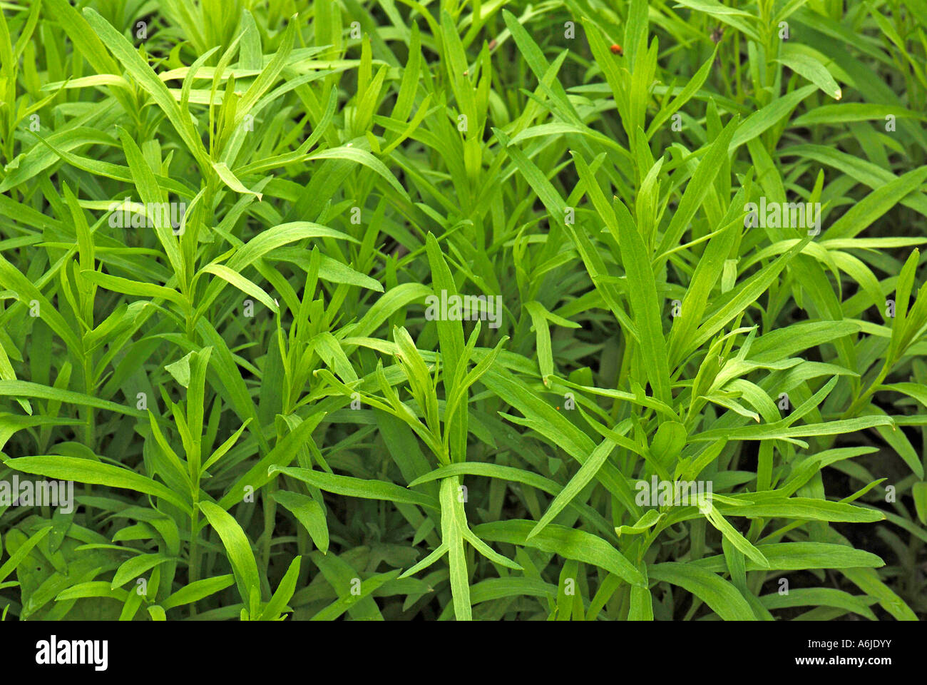Estragon (Artemisia dracunculus), feuilles et tiges Banque D'Images