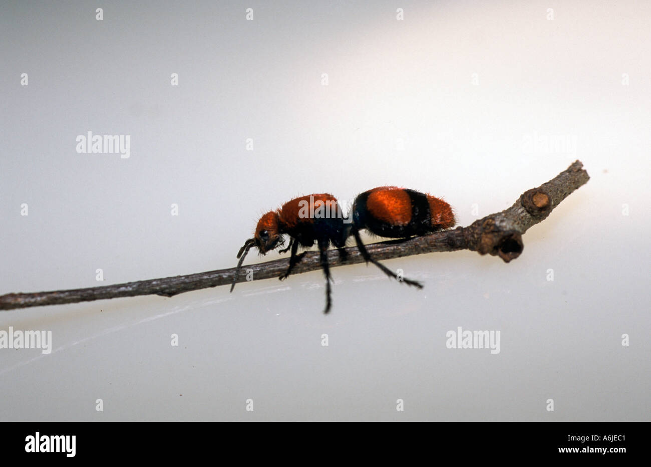 Ant de velours de la Floride qui est réellement une guêpe aptère appelé le tueur de vache Banque D'Images