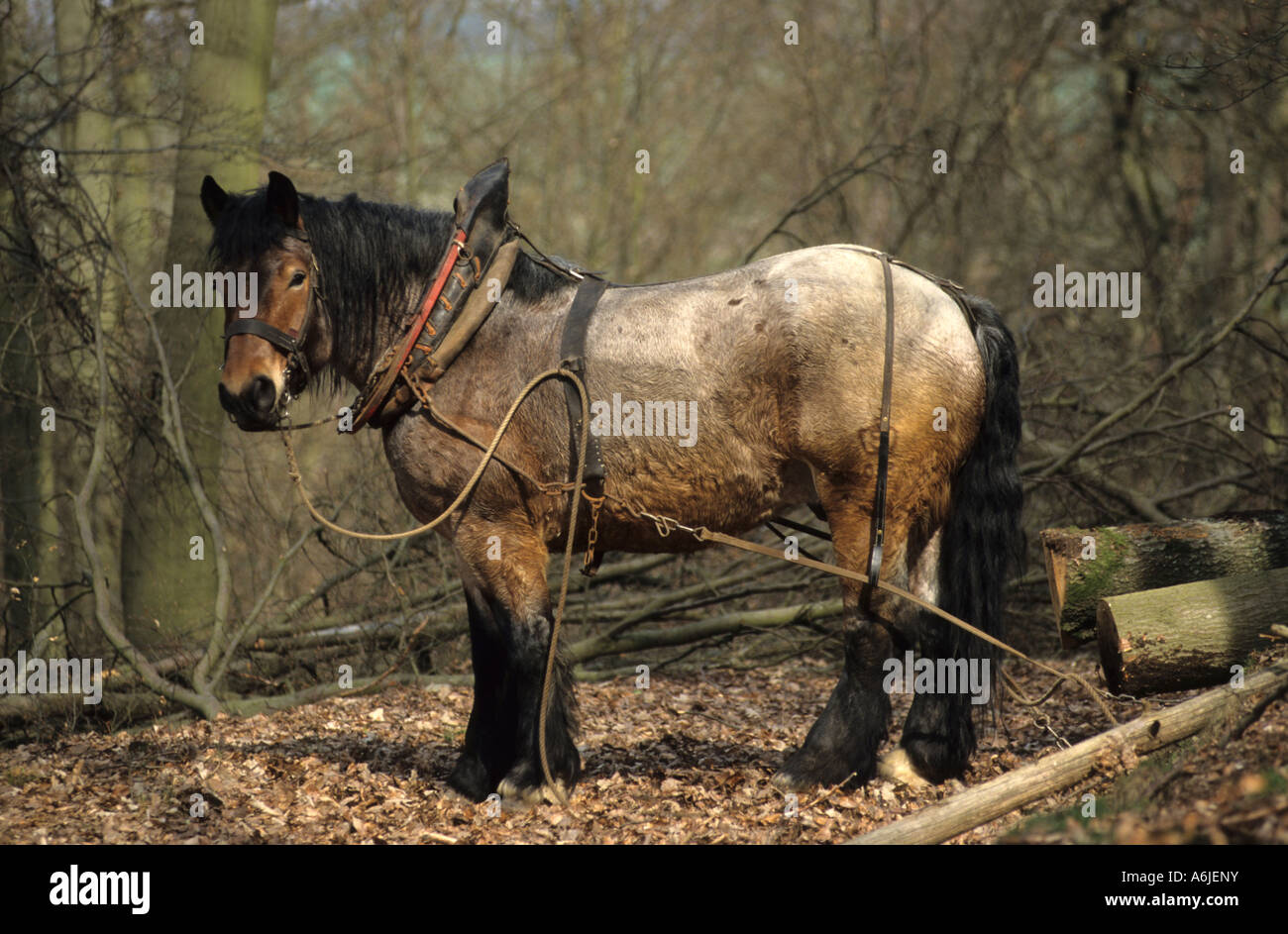 Thueringian Saxonian Coldblood Cheval (Equus caballus) travaillant dans la forêt Banque D'Images