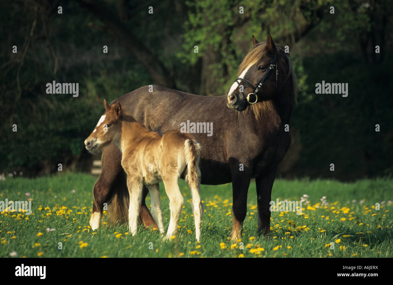 Coldblood Schwarzwaelder Cheval (Equus caballus), mare avec poulain dans un pré Banque D'Images